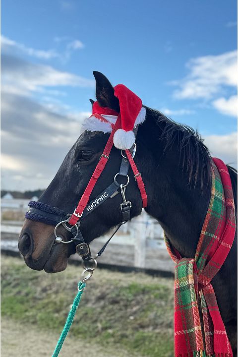 2026-03-09近況雪中の奥能登で、静かに力を蓄える馬たち
